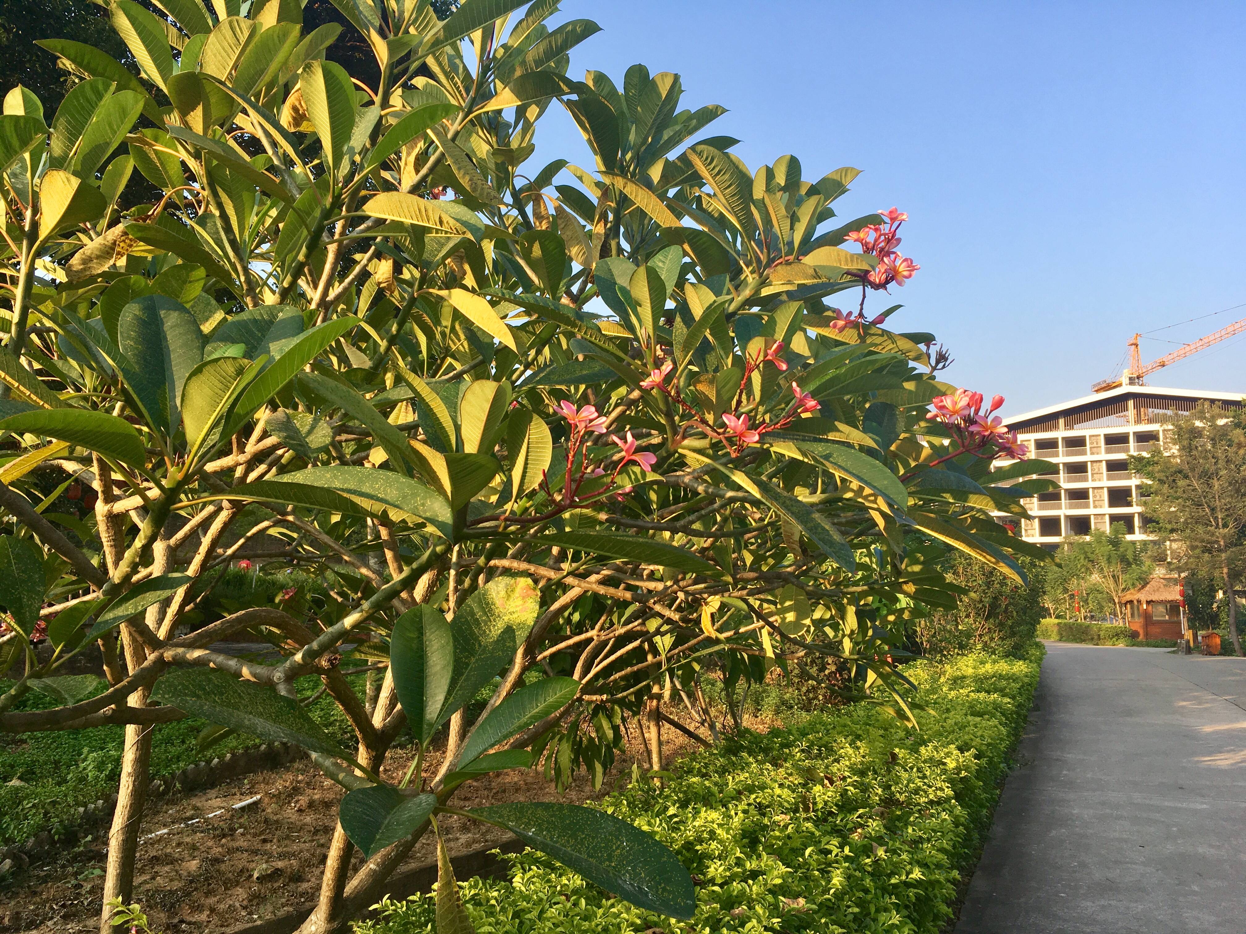 罗浮紫苑