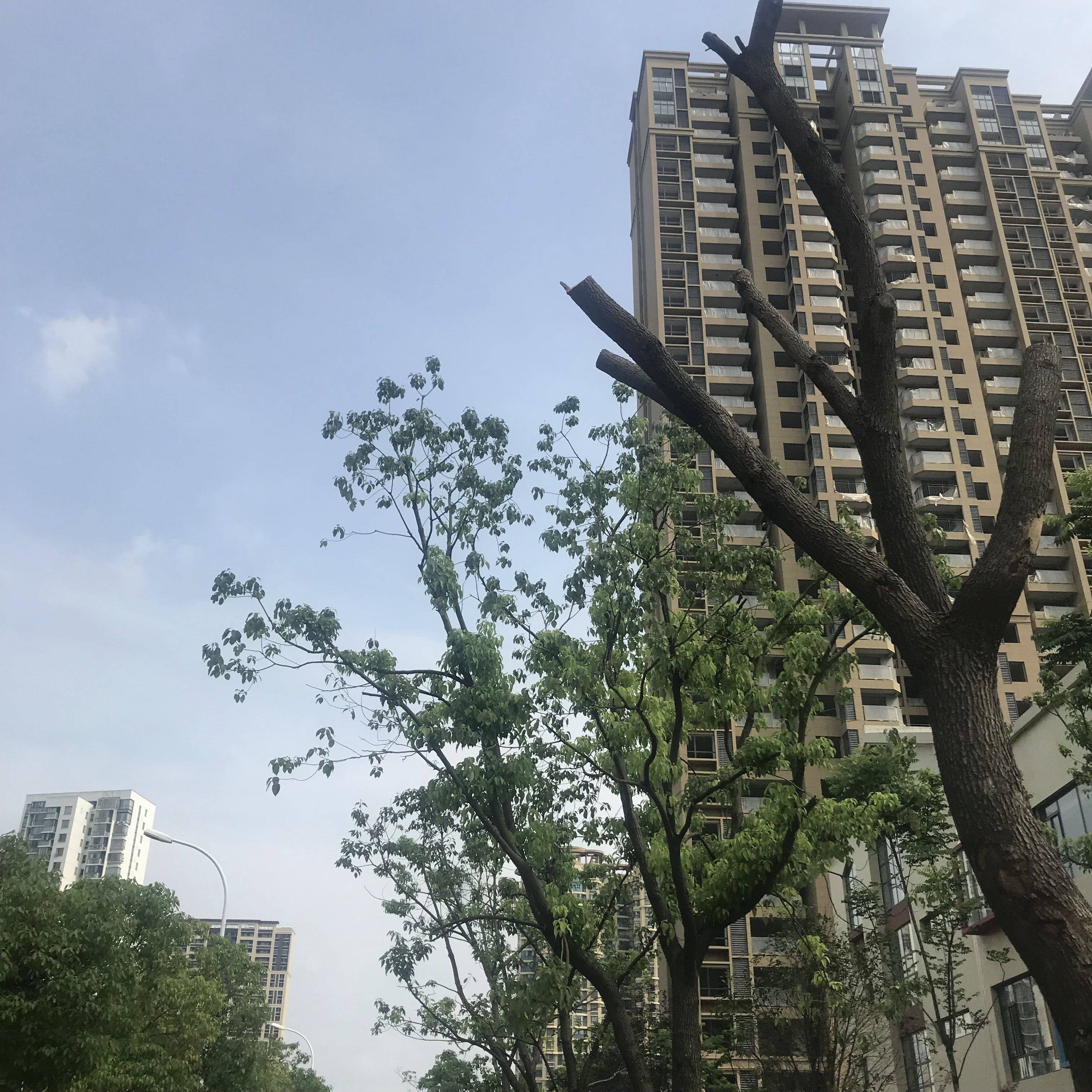 观山名筑南区