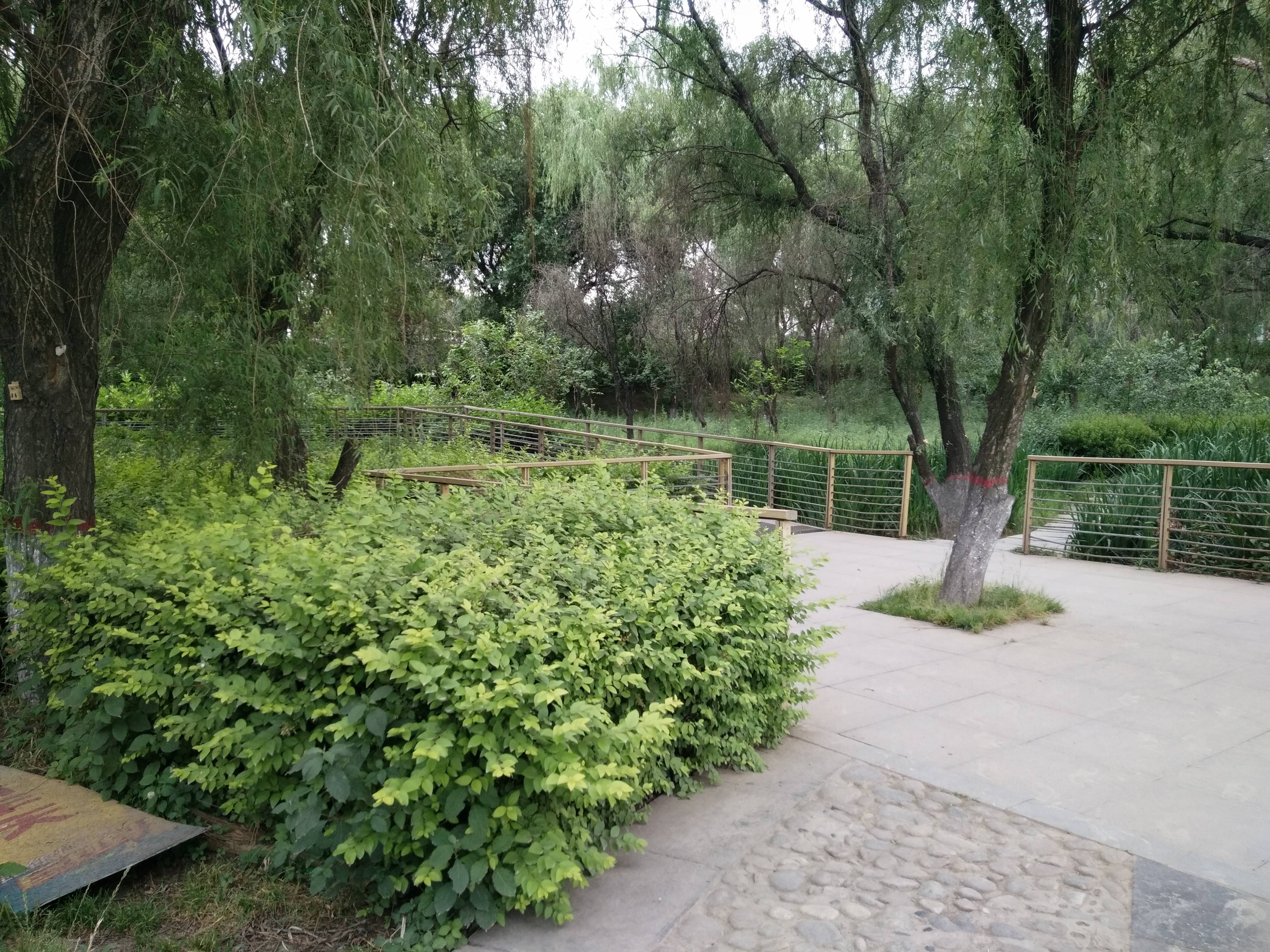 清凉灞柳