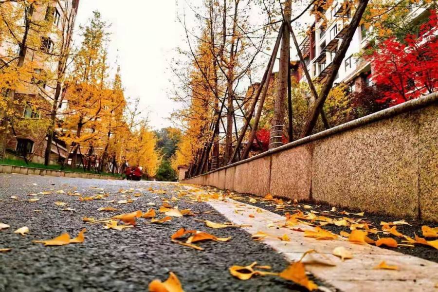 杜鹃花城